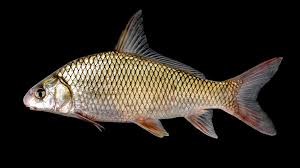 Image result for Carpiodes velifer