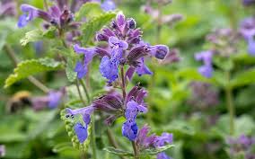 Image result for Katzenminze