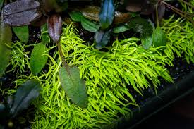 Image result for Utricularia