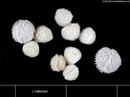 Attēlu rezultāti vaicājumam “Isoetes echinospora leaf”