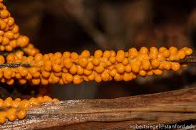 Attēlu rezultāti vaicājumam “Comatricha fragilis stalked”