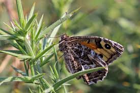 Attēlu rezultāti vaicājumam “Hipparchia semele underside”