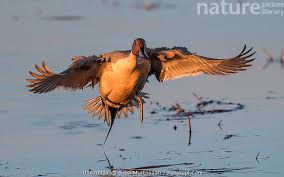 Attēlu rezultāti vaicājumam “Anas acuta male”