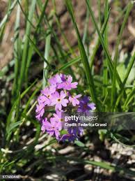 Attēlu rezultāti vaicājumam “Primula farinosa flower”