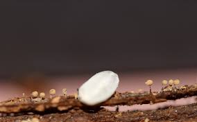 Attēlu rezultāti vaicājumam “Cribraria macrocarpa”