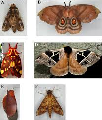 Attēlu rezultāti vaicājumam “Notodontidae”