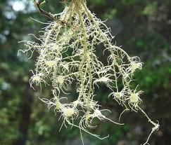 Attēlu rezultāti vaicājumam “Usnea subfloridana”