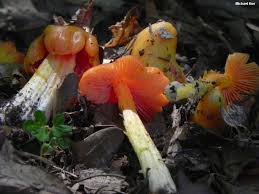 Attēlu rezultāti vaicājumam “Hygrocybe acutoconica”