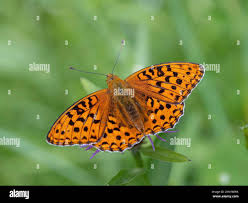 Attēlu rezultāti vaicājumam “Argynnis adippe”
