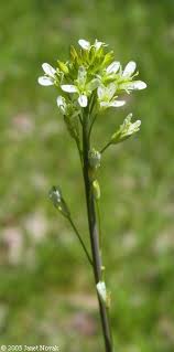 Attēlu rezultāti vaicājumam “Arabis glabra flower”