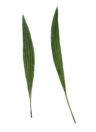 Attēlu rezultāti vaicājumam “Plantago lanceolata leaf”