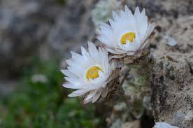 Image result for Helichrysum lindleyii
