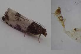 Attēlu rezultāti vaicājumam “Notocelia roborana”