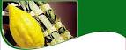 Etrog, Lulav, Buy Lulav and Etrog Sets, Arba Minim, Four Species