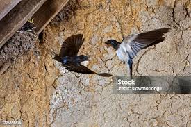 Attēlu rezultāti vaicājumam “Hirundo rustica adult”