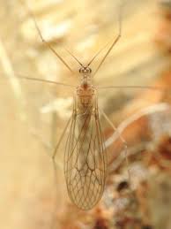 Attēlu rezultāti vaicājumam “Trichocera”