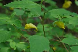 Attēlu rezultāti vaicājumam “Impatiens noli-tangere leaf”