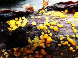 Attēlu rezultāti vaicājumam “Lycogala asperum macro”