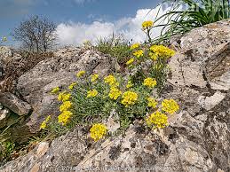 Image result for Alyssum saxatile