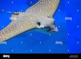 Image result for Aetobatus narinari