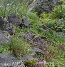 Attēlu rezultāti vaicājumam “Deschampsia flexuosa bud”
