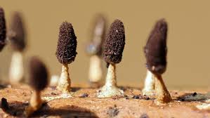 Attēlu rezultāti vaicājumam “Diachea leucopodia”