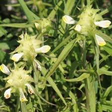 Attēlu rezultāti vaicājumam “Melampyrum cristatum”