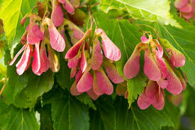 Attēlu rezultāti vaicājumam “Acer tataricum subsp. ginnala”