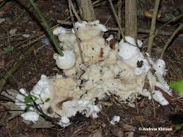 Attēlu rezultāti vaicājumam “Sebacina incrustans”