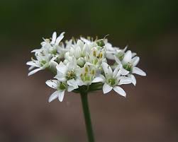 Image result for Allium tuberosum