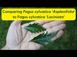 Attēlu rezultāti vaicājumam “Fagus sylvatica fo. laciniata leaf”