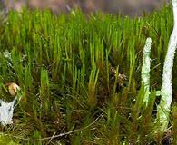 Attēlu rezultāti vaicājumam “Dicranum leioneuron”