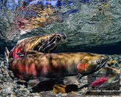 Image result for Oncorhynchus kisutch