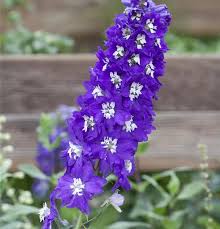 Image result for Rittersporn