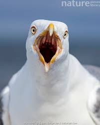 Attēlu rezultāti vaicājumam “Larus argentatus”