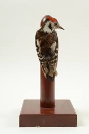 Attēlu rezultāti vaicājumam “Dendrocopos medius”