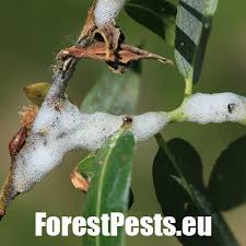 Attēlu rezultāti vaicājumam “Aphrophora salicina”