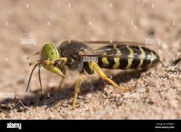 Attēlu rezultāti vaicājumam “Bembix rostrata”