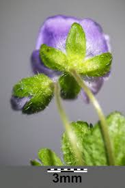 Attēlu rezultāti vaicājumam “Veronica filiformis bud”