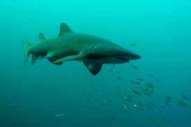 Image result for Carcharias taurus