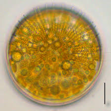 Attēlu rezultāti vaicājumam “Diderma radiatum sessile”