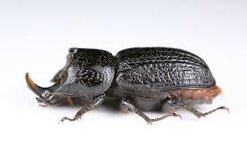 Attēlu rezultāti vaicājumam “Sinodendron cylindricum male”