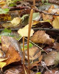 Attēlu rezultāti vaicājumam “Macrotyphula fistulosa”