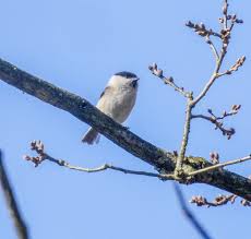 Attēlu rezultāti vaicājumam “Poecile montanus”
