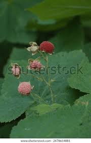 Attēlu rezultāti vaicājumam “Rubus parviflorus fruit”