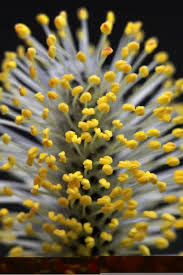 Attēlu rezultāti vaicājumam “Salix cinerea male flower”