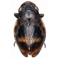 Attēlu rezultāti vaicājumam “Lepyronia coleoptrata”