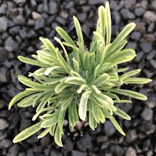 Attēlu rezultāti vaicājumam “Lavandula angustifolia leaf”