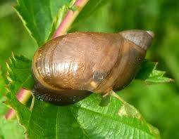 Attēlu rezultāti vaicājumam “Succinea”