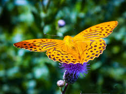 Attēlu rezultāti vaicājumam “Argynnis laodice male”